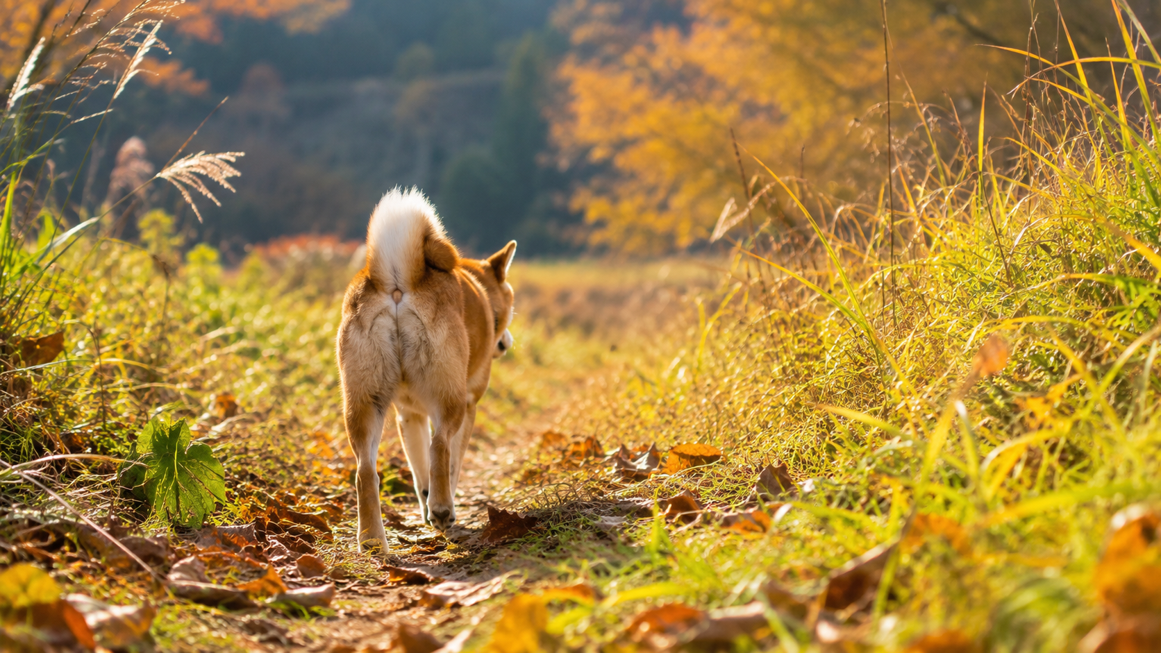 秋の草むらを散歩する犬